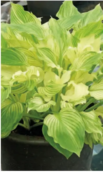 BarfaraKing-M95323-Hosta-White-Feather-fig-2