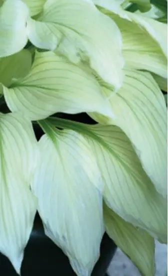 BarfaraKing-M95323-Hosta-White-Feather-product