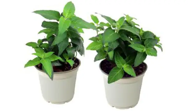 CottageFarms-DIRECT-M987483-Bee-Balm-FIG-1