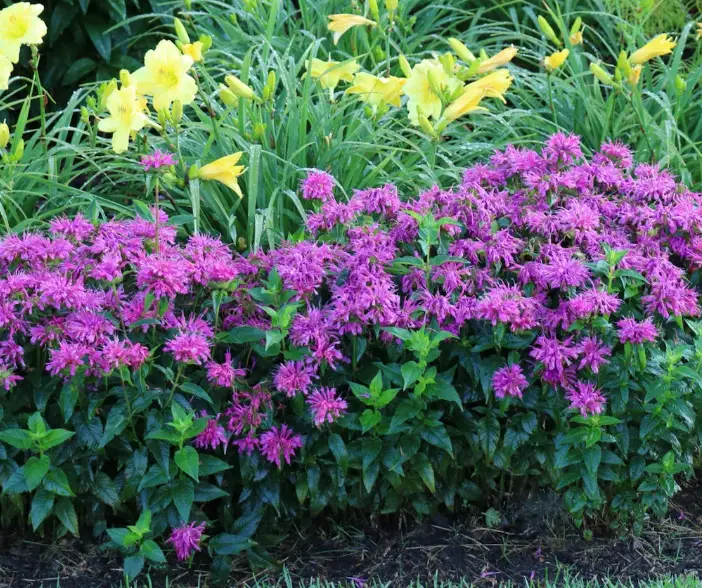 CottageFarms-DIRECT-M987483-Bee-Balm-PRODUCT