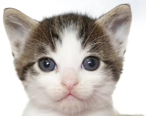 PACIFIC-Our-Kitten-and-Puppy-Plans-PRODUCT-IMAGE