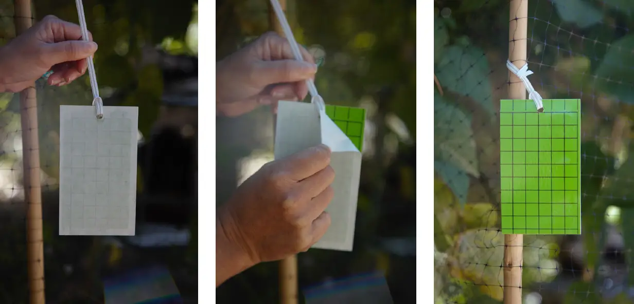PestWizard-Green-Sticky-Card-Trap-fig-1