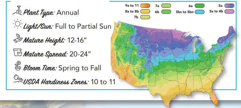 ROBERTA S Gardens M89796 4-Piece Caliope Cascade Violet Geranium Plants - Figure 1