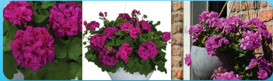 ROBERTA S Gardens M89796 4-Piece Caliope Cascade Violet Geranium Plants - Figure 2