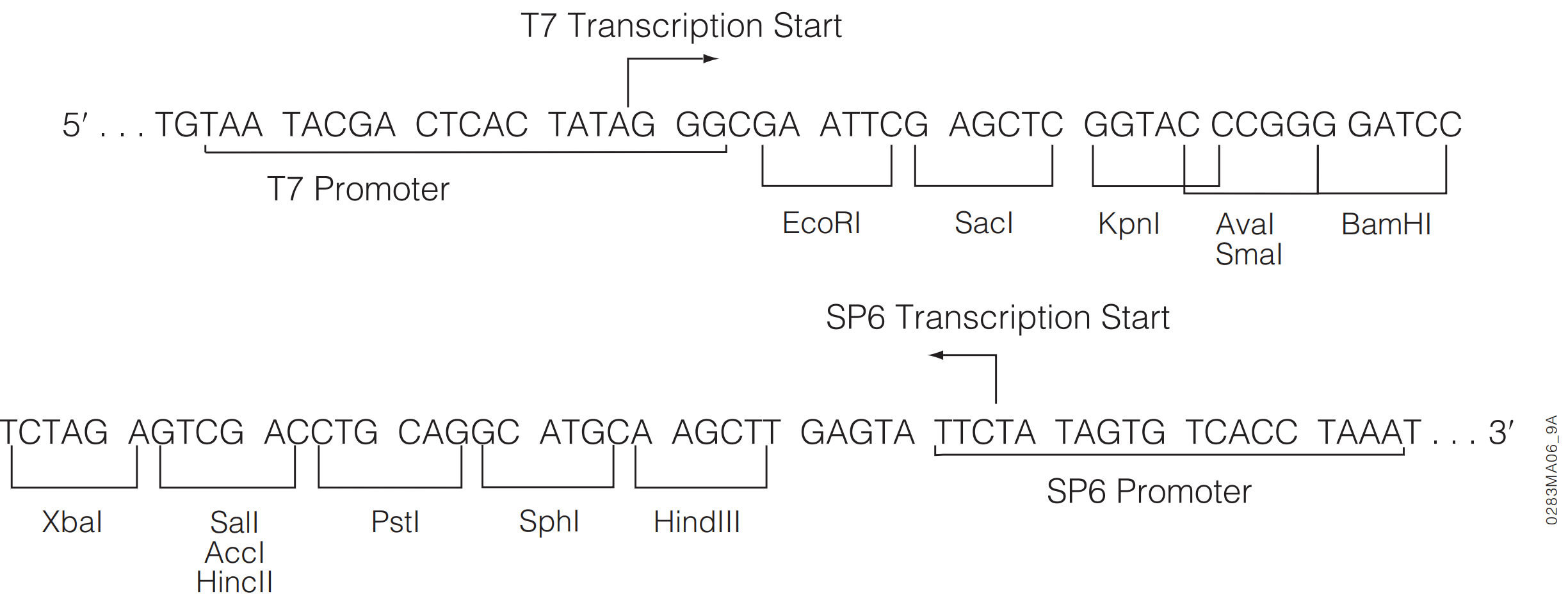 Vector Multiple Cloning Region and Circle Map