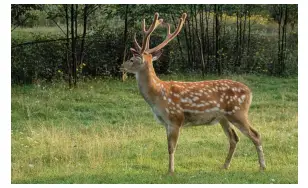 Trails and wildlife