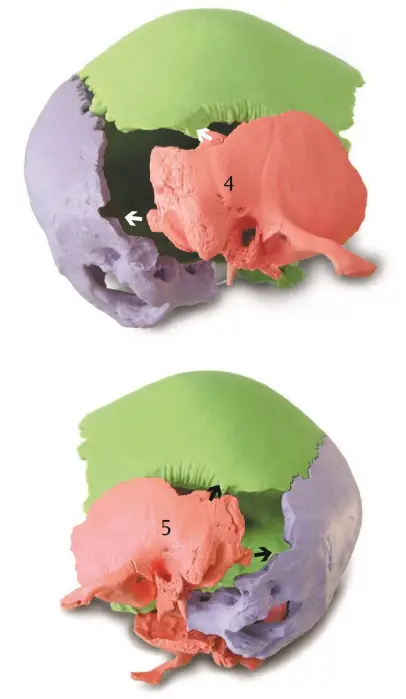 VEVOR-LD-V21-Human-Skull-Anatomy-3