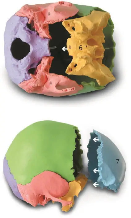 VEVOR-LD-V21-Human-Skull-Anatomy-4