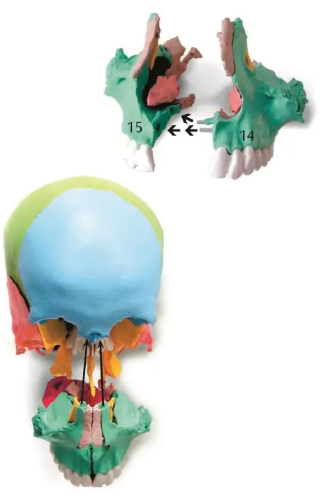 VEVOR-LD-V21-Human-Skull-Anatomy-8