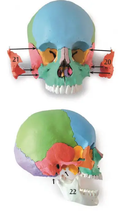 VEVOR-LD-V21-Human-Skull-Anatomy-9