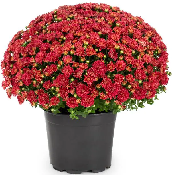lowes-Annual-Spring-Mums-PRODUCT