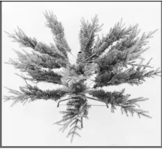 EKVIP 022515 Christmas Tree A2