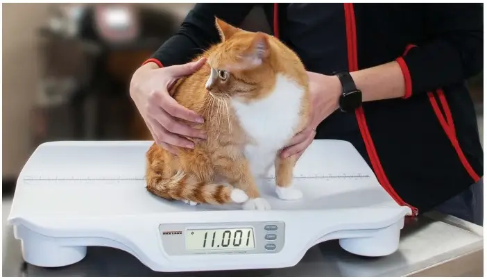 RICE LAKE WEIGHING SYSTEMS VS 11 Dual Range Veterinary Scale