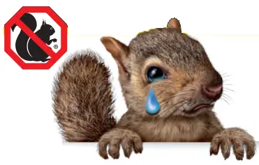 Squirrel Buster IMP-LEGACY-DEPLIANT2019 Legacy Squirrel Proof Bird Feeder - TRULY