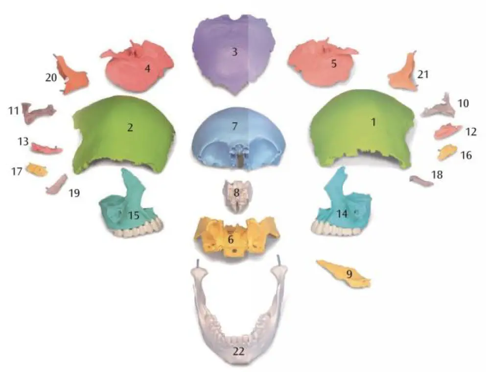 VEVOR-LD-V21-Human-Skull-Anatomy-1