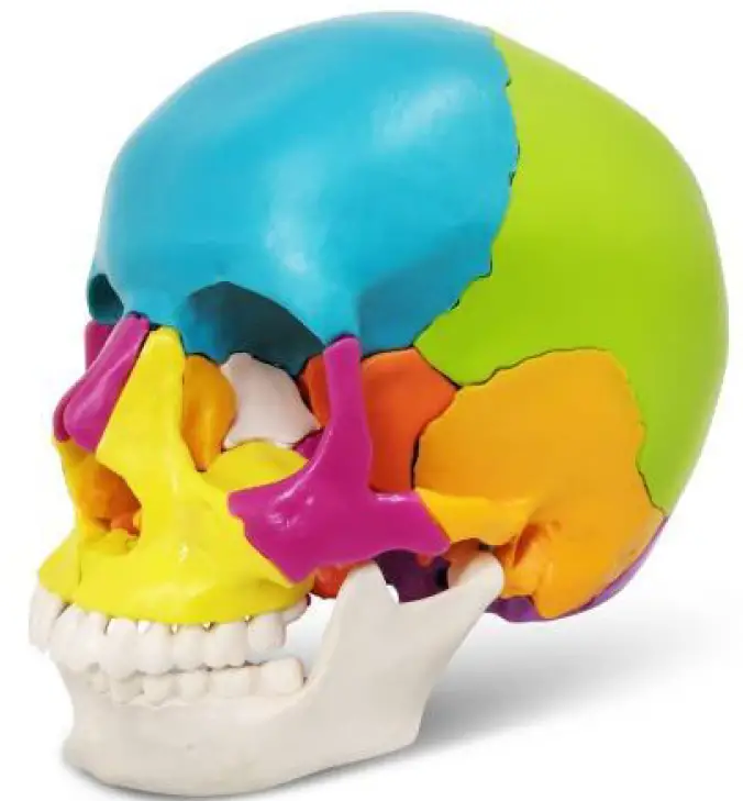 VEVOR-LD-V21-Human-Skull-Anatomy